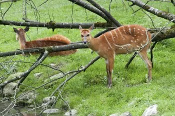 African Sitatunga