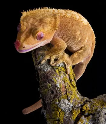 African Gecko