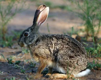 African Hare