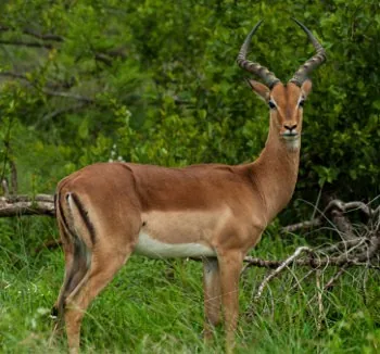 African Impala