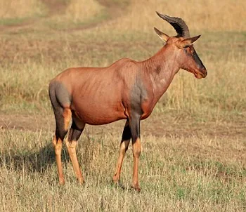 African Topi