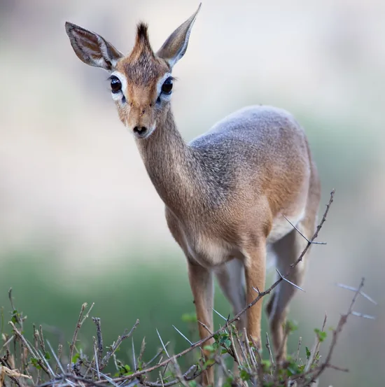 Kirks Dik Dik