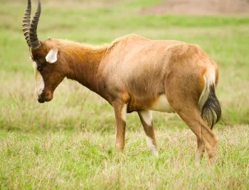 Bontebok antelopes