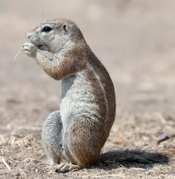 Ground Squirrel