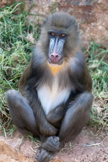 African Mandrill