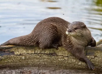 Arican Otter