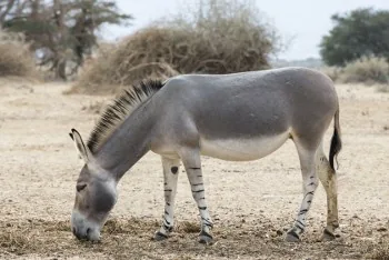 Wild Ass