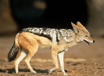 African Jackal
