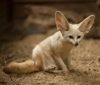 Fennec Fox