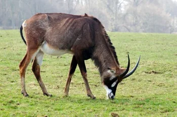African Roan