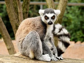 African Lemur