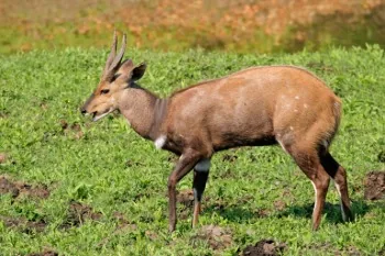 Bushbuck  antelopes
