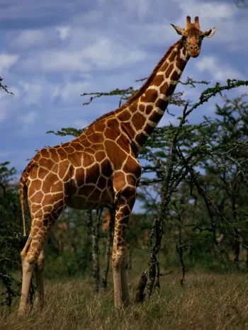 African Giraffe