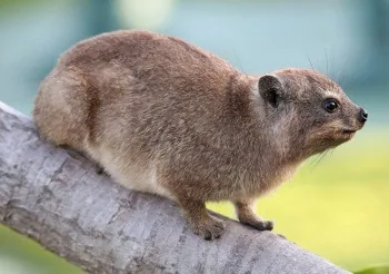 African Hyrax
