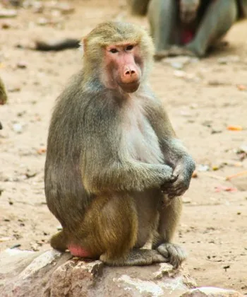 Baboon monkey