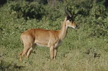 African Puku
