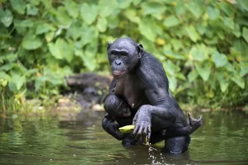 African Bonobo