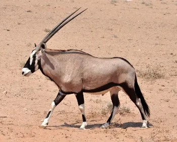 Gembsok Oryx