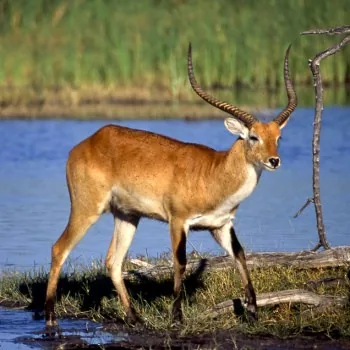 Lechwe Antelope