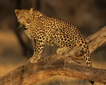 African Leopard