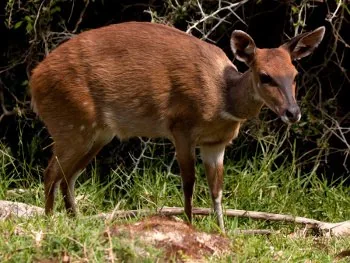 African Grysbok