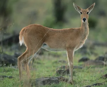 African Reedbuck