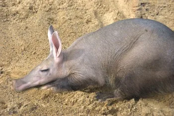 Aardvark on ground