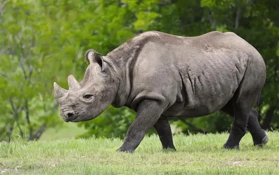 Black Rhinoceros