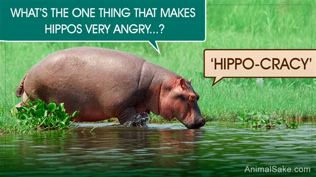 A hippopotamus in African wetland habitat