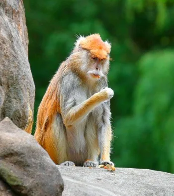 African Patas