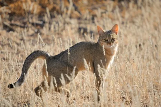African Wildcat