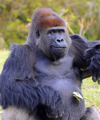 African Gorilla