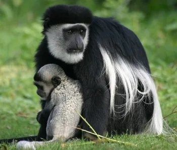 Colobus Monkey