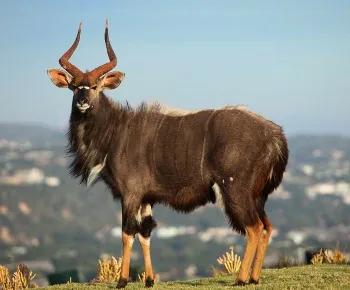 African Nyala