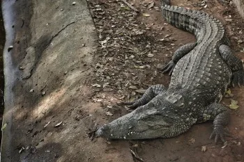 Crocodile on land