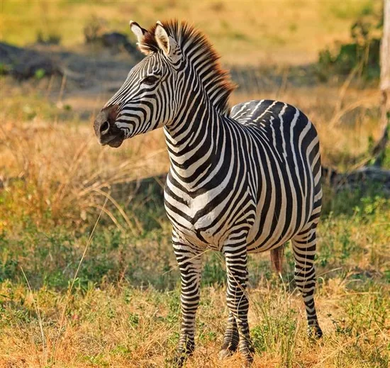Plains Zebra