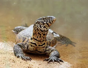 Monitor Lizard