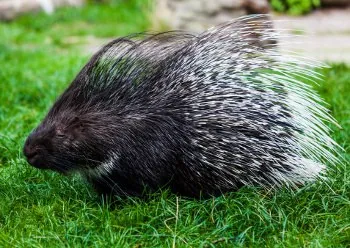 African Porcupine