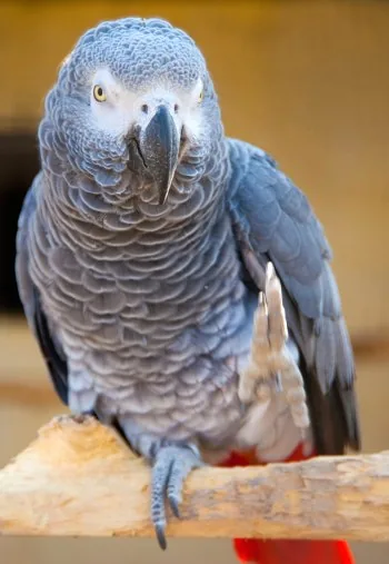 African Gray Parrot