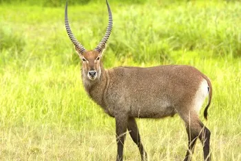 African Waterbuck