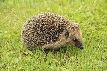 African Hedgehog