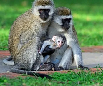 Vervet Monkey