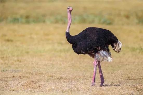 African Ostrich