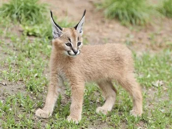 African Lynx