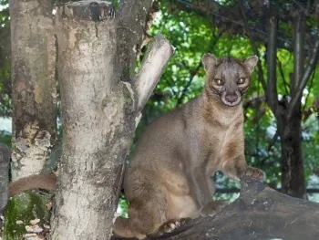 Fossa on tree