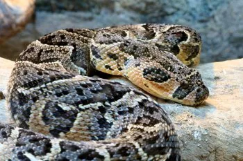Puff Adder