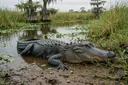 Alligator vs. Crocodile: How to Tell Them Apart