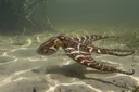 Amazing Facts About the Mimic Octopus