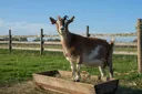 Benefits of Ammonium Chloride for Goats