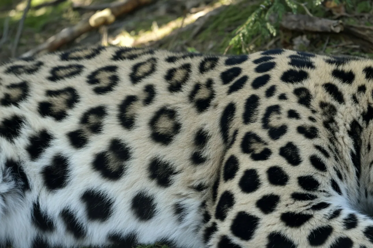 Close-up of an Amur leopard's thick winter coat showing wide-spaced rosette spots